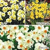 国華園　水仙　お買得芳香水仙Ｂセット　3種１5球【※発送が国華園からの場合のみ正規品です】