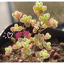 でーさんさま専用　メセン種子 でーさんさま専用 メセン種子 71GPpQyefkL._UF350,350_QL50_.jpg