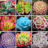 100 Rare Mix Lithops Seeds Living Stones Succulent Cactus Organic Garden Bulk Seed,#ICZD6Q