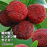 国華園　果樹苗　ヤマモモ　東魁(メス木)　1株