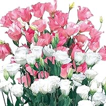 Amazon.co.jp: 種 花たね トルコキキョウ 桃白 1袋（20粒） / 国華園