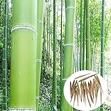 モモ竹種子 100個 巨大な竹の種子