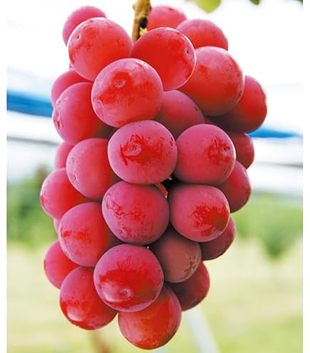 Amazon.co.jp: 果樹苗 ブドウ BKシードレスPVP 1株 / 国華園 25