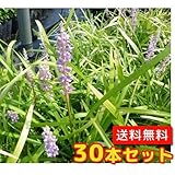 【ノーブランド品】ヤブラン/10.5cmポット【30本セット】