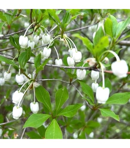 Amazon.co.jp: ドウダンツツジ 白花 9号ポット 樹高1.4m前後(鉢底から
