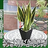 【観葉植物ギフト】 スクエアポット6号鉢・スマートスタイル (サンセベリア, 鉢色：黒鉢)
