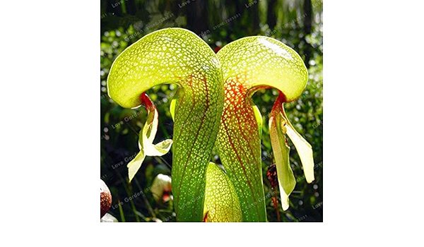 Amazon Co Jp 100 Pcs中国のレア花盆栽肉食コブラリリーダーリングトニア カリフォルニカ花盆栽ぬいぐるみ謎のギフト ホーム キッチン