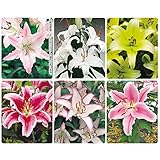 国華園　球根　花ユリ　8月咲切花ユリセット　6種18球【※発送が国華園からの場合のみ正規品です】