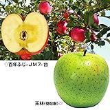国華園　果樹苗　リンゴ　百年ふじ＆王林（受粉樹）　2種2株