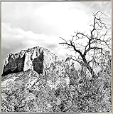 MTN。ピークwith Foliage B / W by Harold Silverman – 風景 19"x19" 78298-36-17FUSA