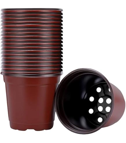 専用　　花苗 3ポット Amazon | セルリー トップ セラー 野菜苗 12ポットセット 3号ポット