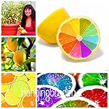 新しい種子2015！10シード/ロット、希少な虹レモンの種子有機フルーツレモンの木の種子の家庭菜園フルーツ植物カラフル盆栽、＃9E8