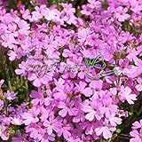 エリヌス・アルピヌス（イワカラクサ）：ドクターハーヌル3号 3株セット