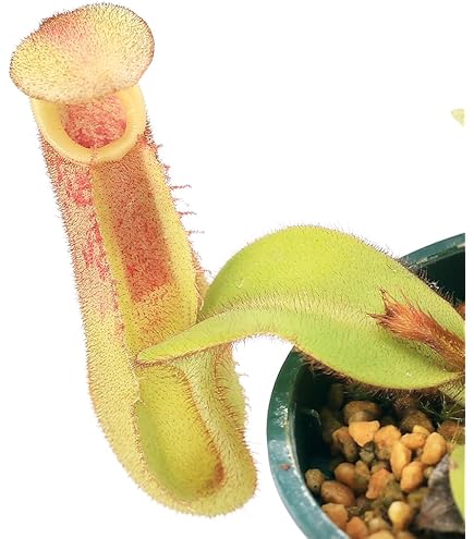 Amazon｜観葉植物 食虫植物：ウツボカズラ ネペンテス ブリッジアナ*5