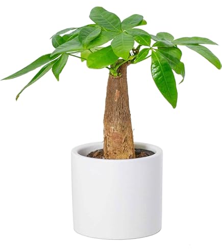 Amazon｜レックスベゴニア シーサーペント 本物 鉢植え 室内用 卓上