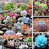 100 Rare Mix Lithops Seeds Living Stones Succulent Cactus Organic Garden Bulk Seed,#56MDPY