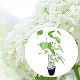 【 2024年開花見込み株 】アジサイ アナベル 苗 【 アナベル 挿木２年生苗 】12cmポット苗 苗木 西洋アジサイ アメリカノリノキ アメリカあじさい ワイルドハイドランジア 紫陽花 庭木 植木 花木 落葉 庭木 生垣 庭木 鉢物 シンボルツリ