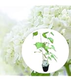 アナベルです ピンクアナベル 