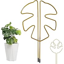 モンステラ　専用 観葉植物 モンステラ 3号 オーセ 11 W 付き | 観葉植物なら