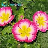 100pcs Colorful Primula Malacoides Seeds Bonsai Potted Rainbow Primrose Flowers Seed China Outdoor R