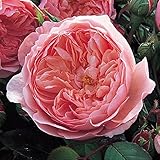 バラ苗 ジアレンウィックローズ 大苗ＥＲ6Ｌ専用鉢 ピンク系 イングリッシュローズ