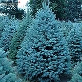Bonsai Blue Spruce Seeds Picea Pungens Seeds Evergreen Tree 100 particles / bag