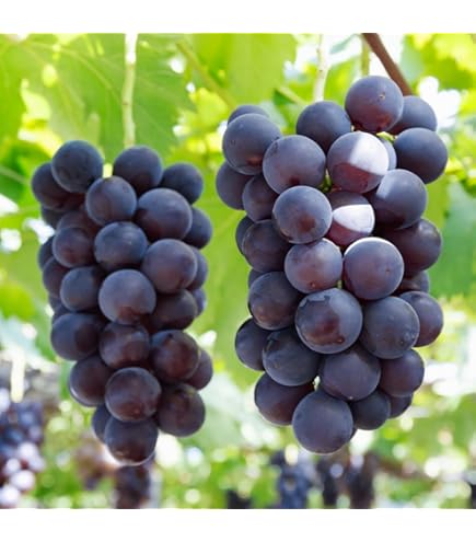 Amazon | ブドウ 苗木 キャンベルスアーリー 1年生自根苗 果樹苗木