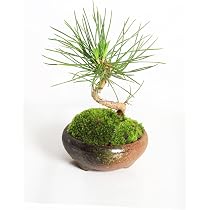 Amazon | 遊恵盆栽：三河黒松（瀬戸焼)*小品盆栽鉢植え 祝い ギフト