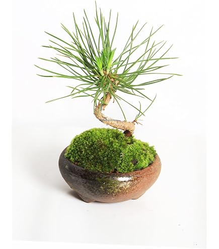Amazon.co.jp: 盆栽：黒松（モダン陶器鉢 ）*苔と富士砂付き くろまつ
