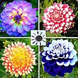 25/bag dahlia,dahlia flower Mixed Colors Dahlias Seeds For DIY Home Garden