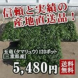 タマリュウ（玉竜）120ポット（直径7.5cm）