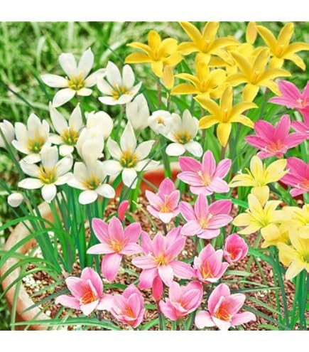 Amazon.co.jp: 芍薬 球根 桃花種 1株 しゃくやく シャクヤク