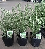 【特選ハーブ苗セット販売】ローズマリー　立ち性　20ポットセット（３．５号） 【まとめ売り】