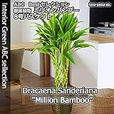 幸運の竹・ラッキーバンブー(ドラセナ・サンデリアーナ)8号鉢 ・鉢カバー付き