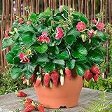 200pcs Four Seasons potted strawberry seeds perennial results balcony flower seeds of fruits and veg