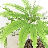 (山野草)クジャクシダ(孔雀羊歯) 3号(1ポット)(Adiantum pedatum) 本州・四国限定[生体]