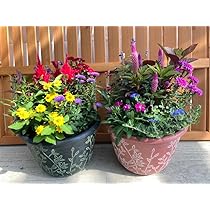 Amazon.co.jp: 季節の寄せ植え 夏 アンティーク調 スクエア