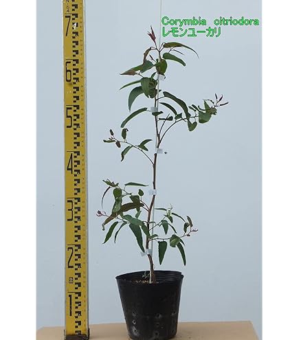 Amazon｜ユーカリの木 苗3株セット販売｜観葉植物 オンライン通販
