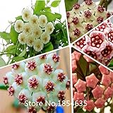 庭の植物ホヤの種子、鉢植えの花の種、様々な完全なサクラランの種子200個/袋盆栽種子