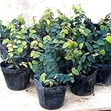 オオイタビ 24ポットセット