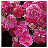 バラ苗 ケアフリーワンダー 国産新苗植え替え6号スリット鉢 修景用 フロリバンダ（FL） 四季咲き中輪 ピンク系