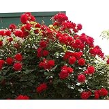 バラ苗 アンクルウォルター 国産新苗4号ポリ鉢 つるバラ(CL) 四季咲き中輪 赤系