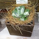 アガベ：ポタトルム・バリエガータ3.5号硬質ポット[リュウゼツランの仲間] ノーブランド品