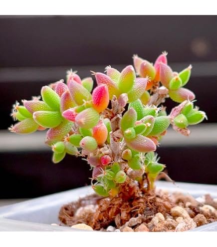 Amazon｜多肉植物 ドロサンテマム グロボーサム 抜き苗 観葉｜観葉植物