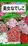 美女なでしこ