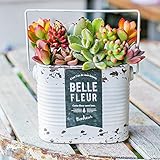 多肉植物 寄せ植え taniku シャビー ラベル 缶 スクエア Mサイズ （ ホワイト 柄 ）