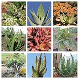 アロエは5,10,50,100種を混ぜた*簡単に成長*異国的な* succulents CombSH C22