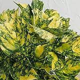 アオキ：駿河弁天（するがべんてん）6号ポット[亀甲形の葉に黄掃込斑・オス木品種] ノーブランド品