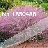 2016新！100pcs / Muhly草の種子、希少植物のホームガーデン装飾用の草の種、MuhlyグラスHairawn湾パンパス草