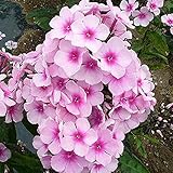 フロックス：桃花 裸苗袋詰め 2個セット